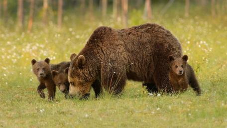 Charming Grizzly Bear Family in the Wild wallpaper