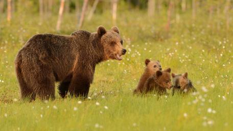 Cuddly Grizzly Cubs in Nature's Embrace wallpaper