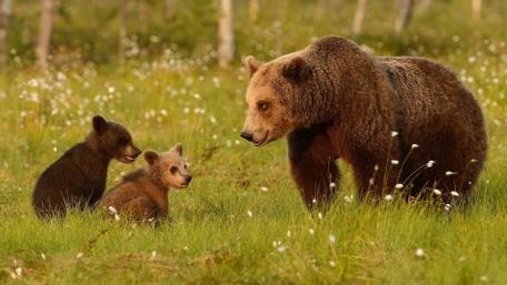 Cuddle Moments with Grizzly Bear Cubs wallpaper