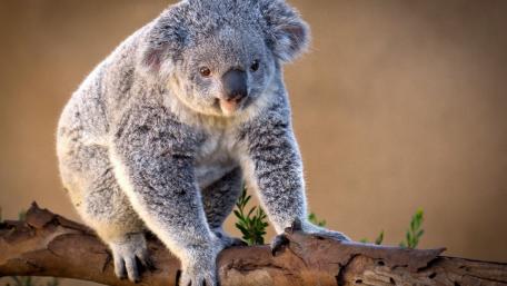 Adorable Koala Sitting on a Branch wallpaper