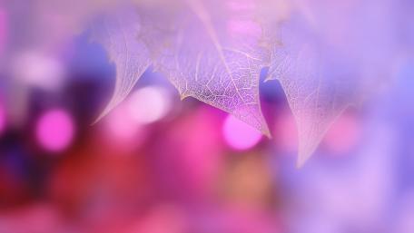 Dreamy Pink Leaf with Bokeh Lights Effect wallpaper