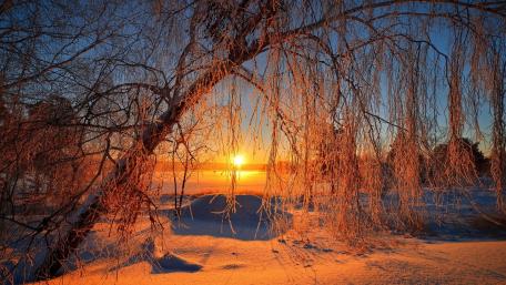 Winter Sunrise Through Frosty Branches wallpaper