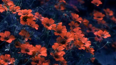 Vibrant Orange Blossoms in the Twilight Garden wallpaper