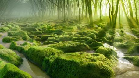 Tinovu Mohos Reservation Moss Swamp wallpaper