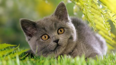 Charming British Shorthair Cat Wallpaper wallpaper