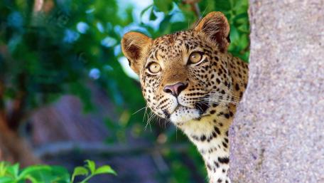 Elegant Leopard in Natural Habitat Scene wallpaper