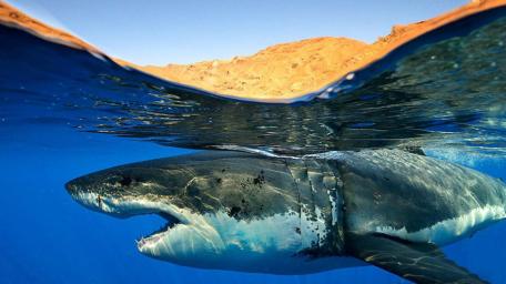 Majestic Great White Shark Swimming Gracefully Underwater wallpaper