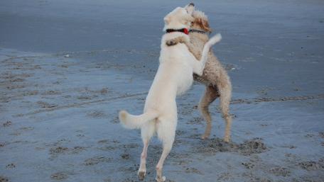 Joyful Dogs Playing on the Beach wallpaper
