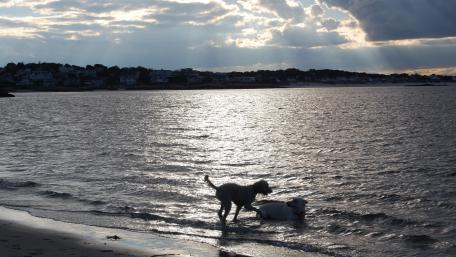 Joyful Dogs Splashing in the Water wallpaper