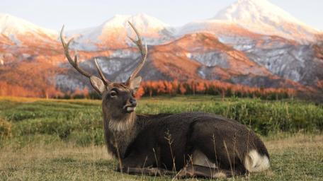 Serenity of the Majestic Elk in the Wild wallpaper