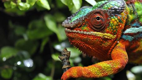 Vibrant Chameleon in Nature's Embrace wallpaper