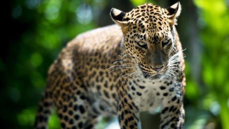 Majestic Leopard in a Lush Habitat wallpaper