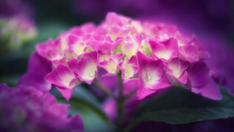 Vibrant Pink French Hydrangeas in Bloom wallpaper