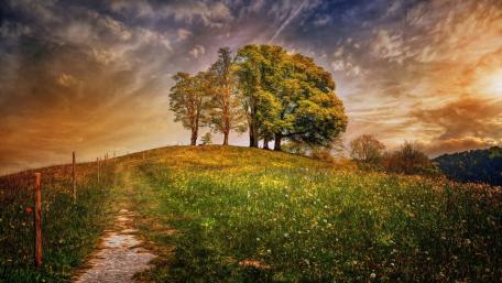 Tranquil Sunset Over Hilltop Trees wallpaper