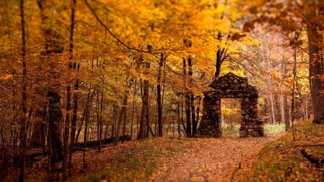 Autumn's Embrace in the Golden Forest wallpaper
