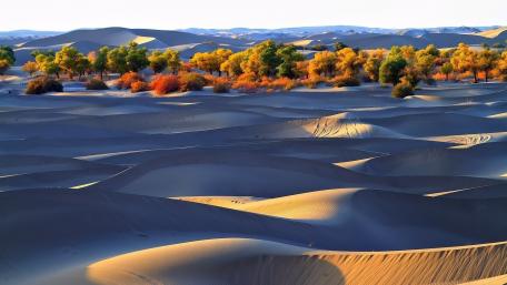 Desert Serenity with Colorful Foliage wallpaper