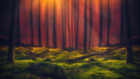 Enchanted Forest with Sunbeams Shining Through Trees wallpaper