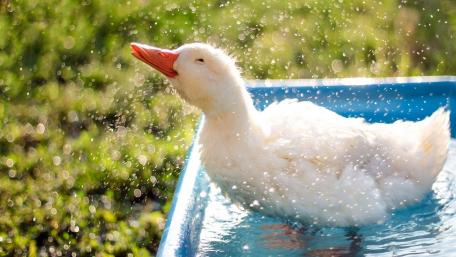 Goose Delight in the Splashing Waters wallpaper