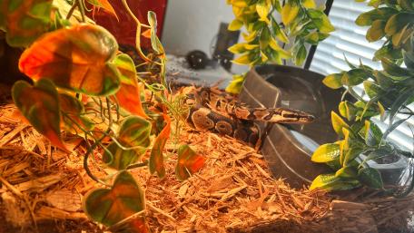 Elegant Snake in a Serene Habitat wallpaper
