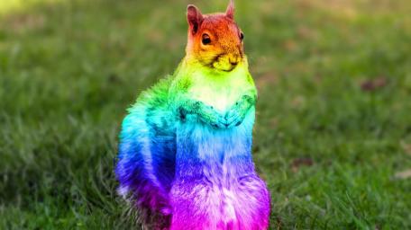 Rainbow Squirrel Spreading Joy Everywhere wallpaper