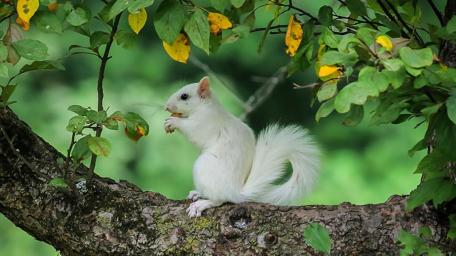 Adorable White Squirrel in Nature Scene wallpaper