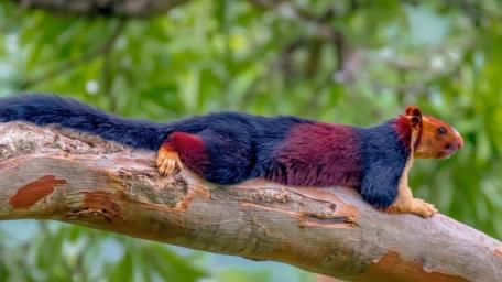 Colorful Squirrel Relaxing on a Branch wallpaper