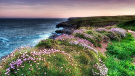 Coastal Serenity with Wildflowers in Ireland wallpaper