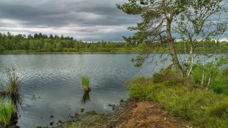 Tranquil Wetland Reflections wallpaper