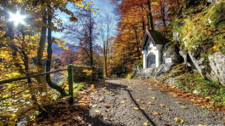 Autumn Serenity in a Forest Pathway wallpaper