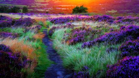 Serene Pathway Through Vibrant Wildflowers wallpaper