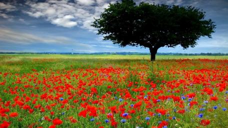 Solitary Tree Amidst Vibrant Poppy Field wallpaper