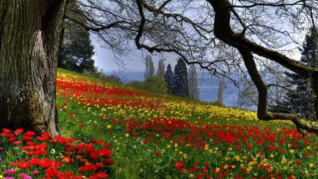 Vibrant Spring Blossoms in a Scenic Landscape wallpaper