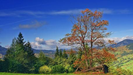 Autumn Bliss Amidst a Clear Blue Sky wallpaper