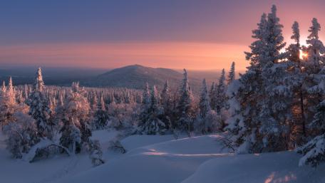 Serene Winter Landscape with Snowy Pines wallpaper