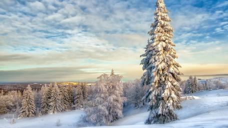 Winter Wonderland in Serene Snowy Landscape wallpaper