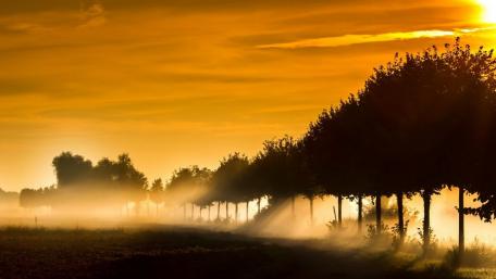 Stunning Sunset Over Trees in Orange Sky wallpaper