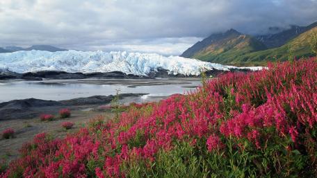 Majestic Glacier Surrounded by Vibrant Wildflowers wallpaper