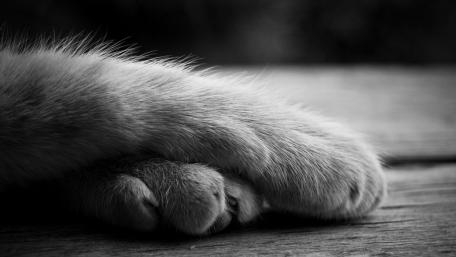 Elegant Monochrome Cat Paw Wallpaper wallpaper