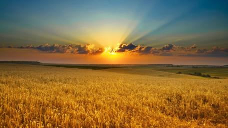 Golden Wheatfield Under a Vibrant Sunset wallpaper