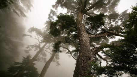 Majestic Evergreen Trees in Enveloping Fog wallpaper