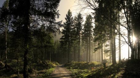 Serene Pine Forest in Morning Light wallpaper