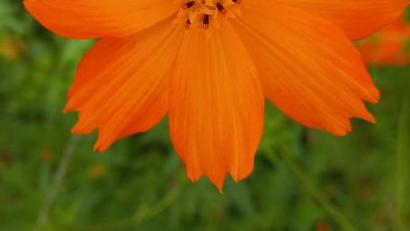 Korea flower wallpaper