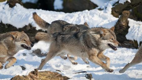 Wolves Running Through Winter Wonderland wallpaper