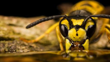 Intricate Beauty of a Wasp Up Close wallpaper