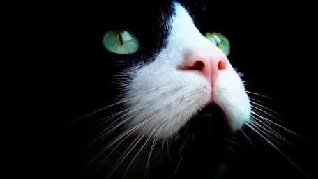 Mysterious Kitten Gaze on Black Background wallpaper