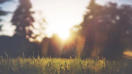 Serene Sunrise through Blurred Grass wallpaper