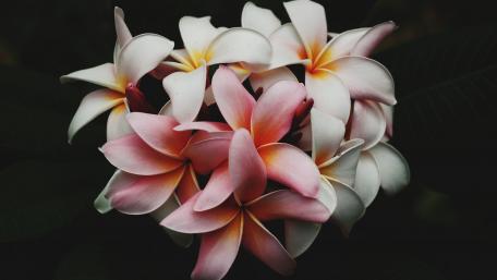 Elegant Frangipani Flowers in Stunning Detail wallpaper