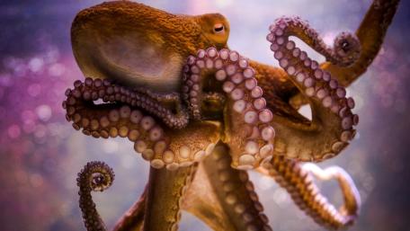 Majestic Octopus in Its Underwater Realm wallpaper