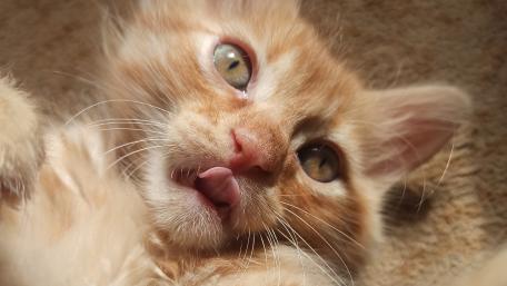 Ginger Kitten's Playful Charm wallpaper