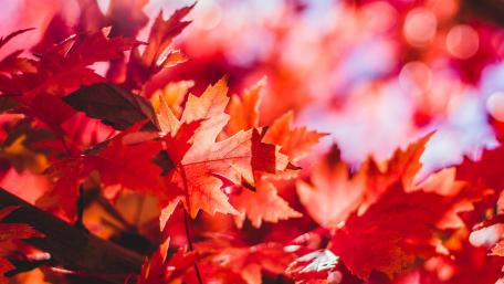 Vibrant Autumn Leaves in Red Shades wallpaper